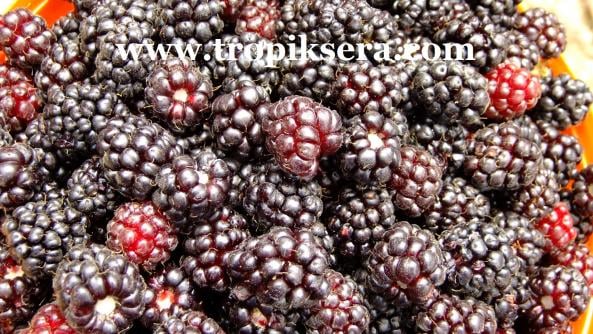 Boysan Berry
